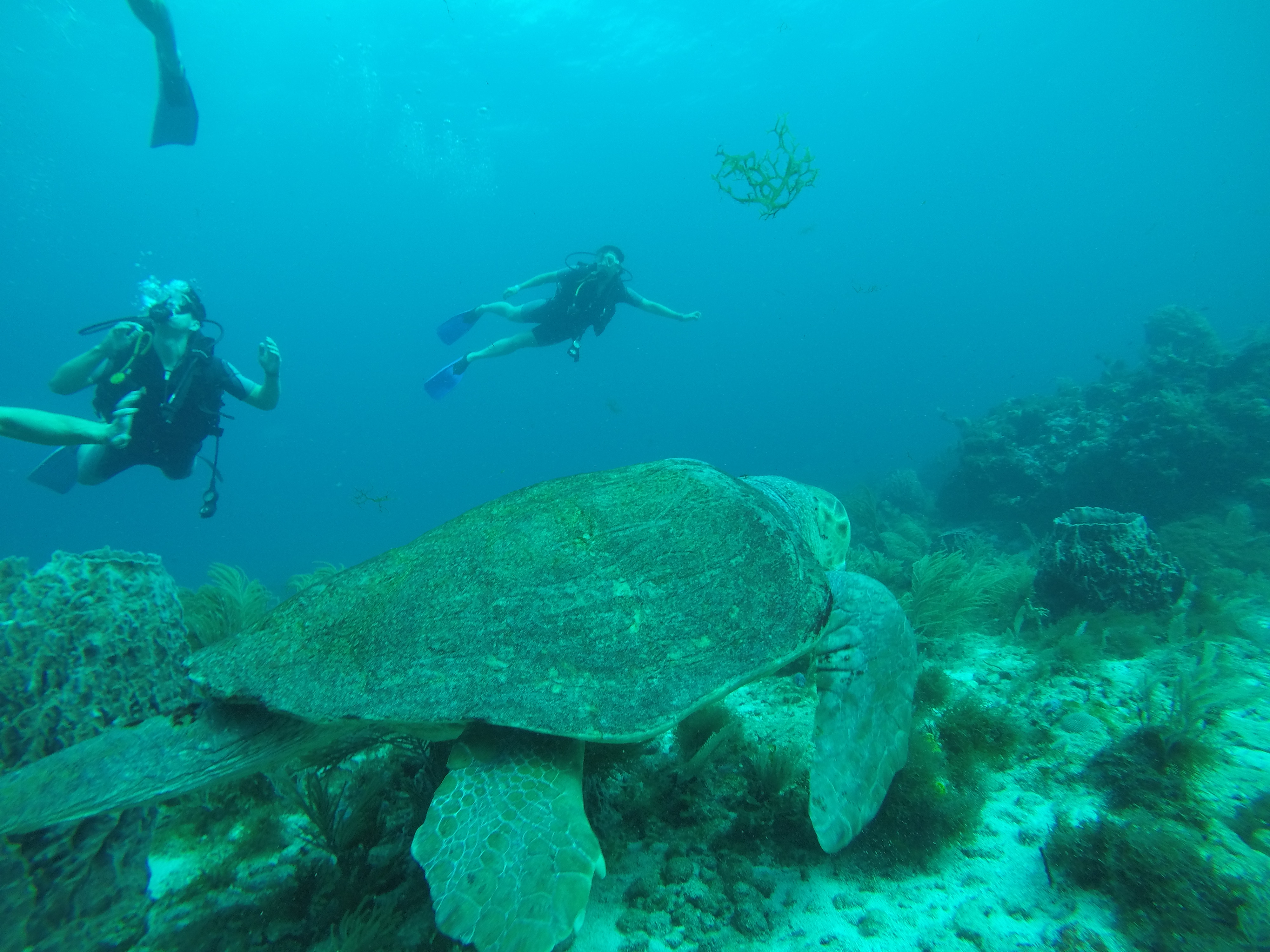 Sea turtle seen during a scuba dive